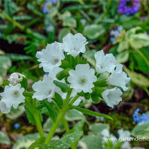 Kleingeflecktes Garten-Lungenkraut 'Sissinghurst White' Kleingeflecktes Garten-Lungenkraut 'Sissinghurst White'