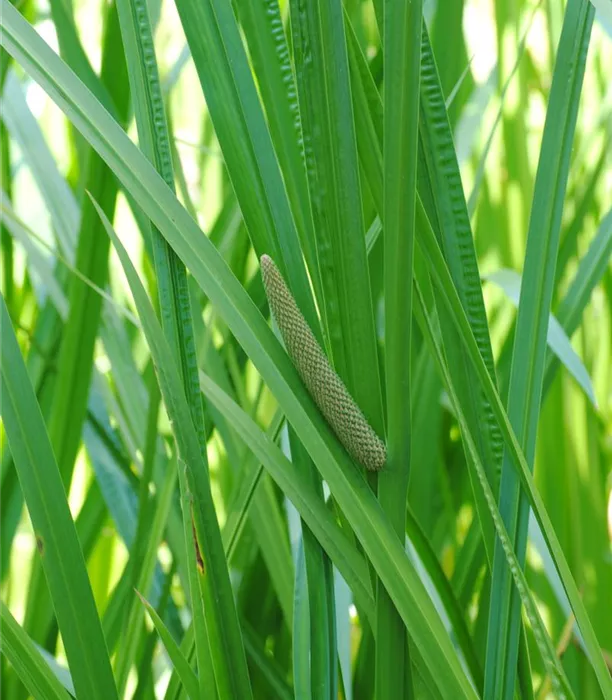 Acorus calamus.JPG