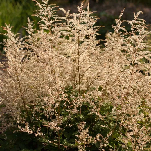 Kleiner Geißbart 'Misty Lace'® Kleiner Geißbart 'Misty Lace'®