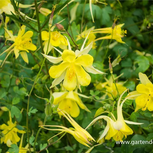 Langspornige Garten-Akelei 'Yellow Queen' Langspornige Garten-Akelei 'Yellow Queen'