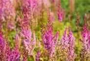 Lanzen-Astilbe 'Purpurlanze'