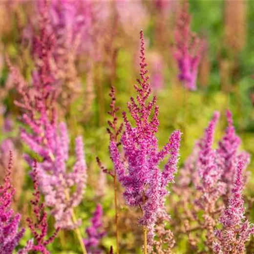 Lanzen-Astilbe 'Purpurlanze'