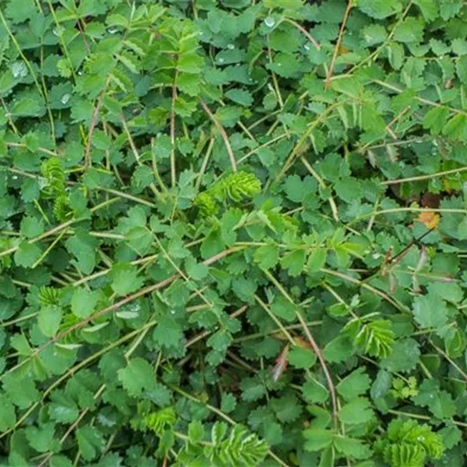 Kleiner Wiesenknopf Kleiner Wiesenknopf