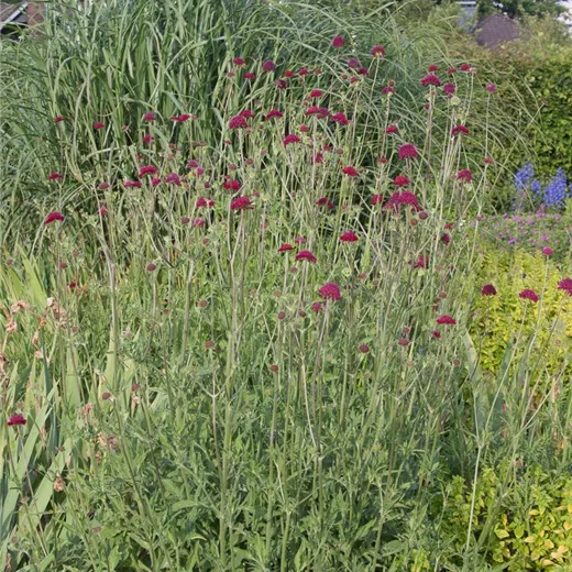 Mazedonische Witwenblume Mazedonische Witwenblume
