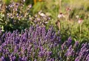 Lavandula angustifolia 'Early Hidcote'