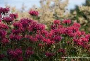 Monarda didyma 'Balance'