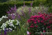 Monarda didyma 'Balance'