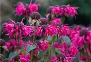 Monarda didyma 'Balance'