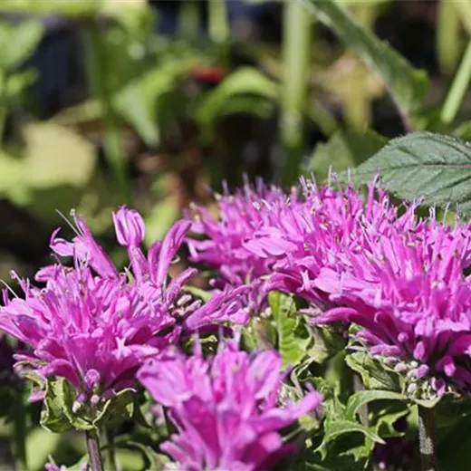 Monarda didyma 'Petite Delight' -R- Monarda didyma 'Petite Delight' -R-