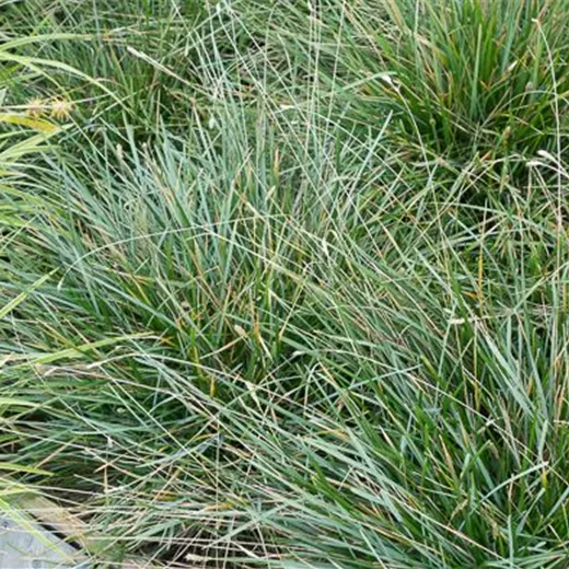 Moor-Blaugras Moor-Blaugras