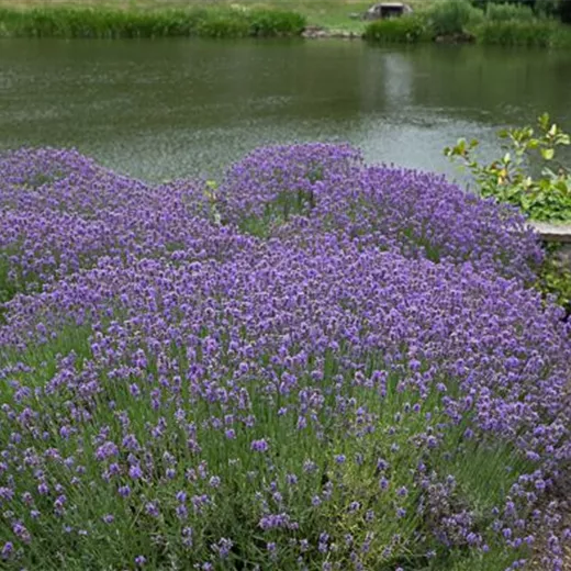 Lavendel Lavendel
