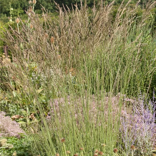 Kleines Garten-Pfeifengras 'Dauerstrahl' Kleines Garten-Pfeifengras 'Dauerstrahl'