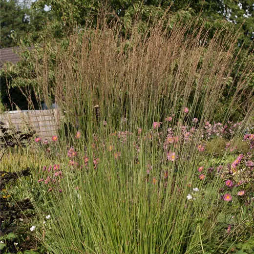 Kleines Garten-Pfeifengras 'Heidebraut' Kleines Garten-Pfeifengras 'Heidebraut'