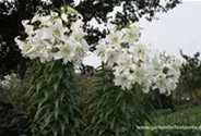 Lilie 'Casablanca'