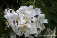 Lilie 'Casablanca'