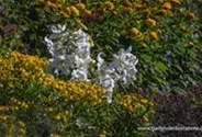 Lilie 'Casablanca'