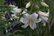 Lilie 'Casablanca'