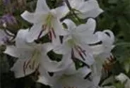 Lilie 'Casablanca'