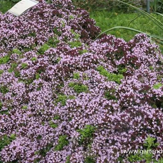 Origanum vulgare 'Compactum' Origanum vulgare 'Compactum'