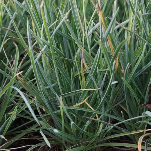 Nest-Blaugras Nest-Blaugras