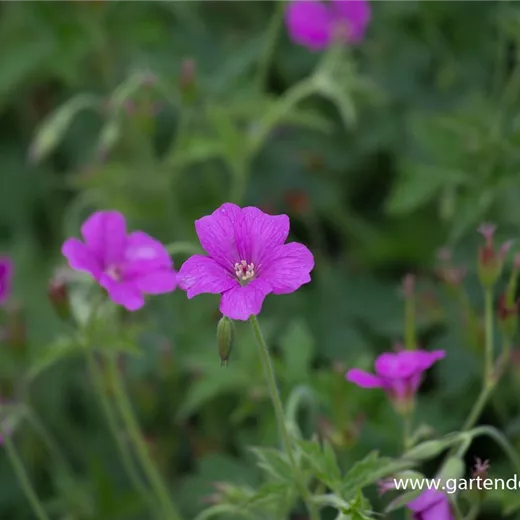 Oxford-Garten-Storchschnabel 'Rosenlicht' Oxford-Garten-Storchschnabel 'Rosenlicht'