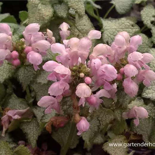 Lamium maculatum 'Pink Pewter' Lamium maculatum 'Pink Pewter'