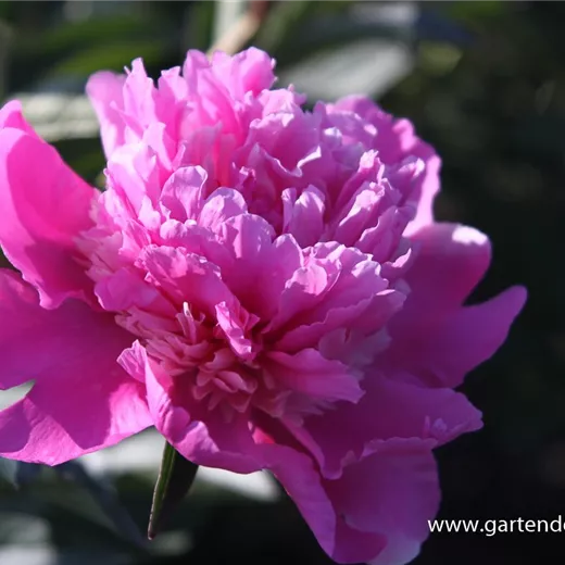 Paeonia lactiflora 'Amabilis' Paeonia lactiflora 'Amabilis'