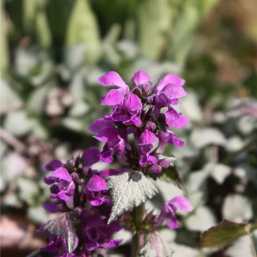 Lamium maculatum 'Red Nancy' Lamium maculatum 'Red Nancy'