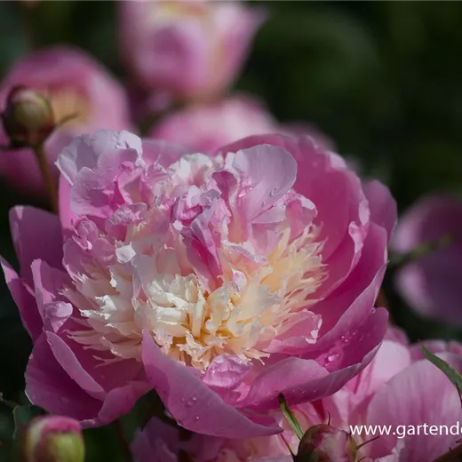 Paeonia lactiflora 'Bowl of Beauty' Paeonia lactiflora 'Bowl of Beauty'