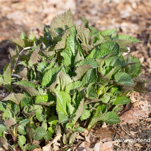 Lamium orvala Lamium orvala