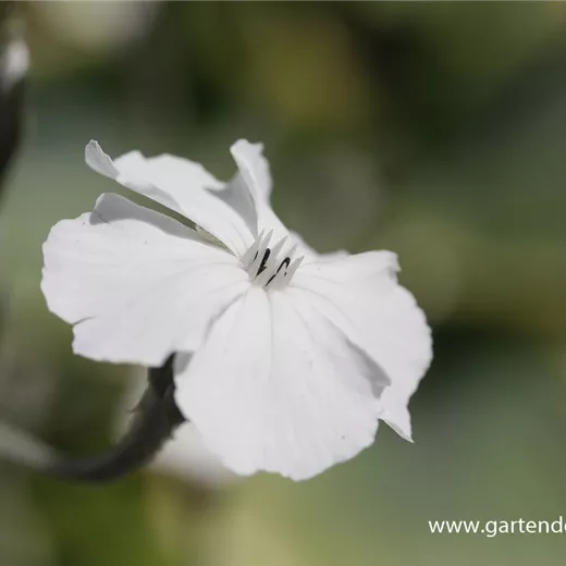 Lychnis coronaria 'Alba' Lychnis coronaria 'Alba'