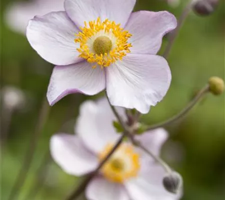 Herbst-Anemone Herbst-Anemone