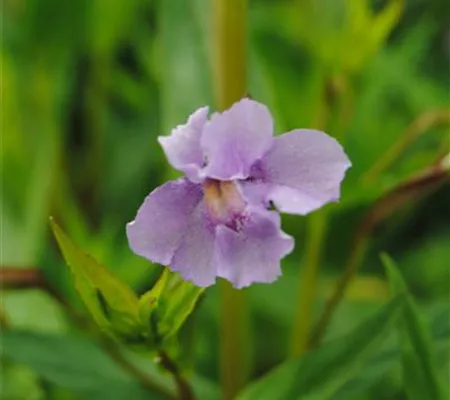 Offene Gauklerblume