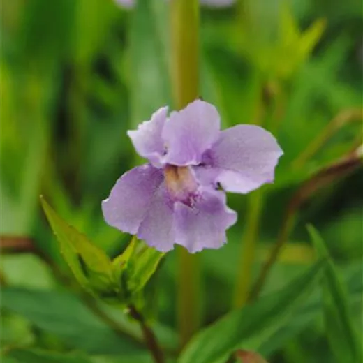 Offene Gauklerblume Offene Gauklerblume