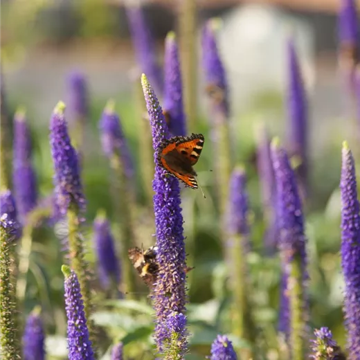 Langblättriger Garten-Ehrenpreis 'First Glory'