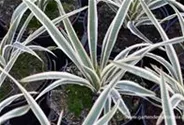 Palmlilie 'Ivory Tower'