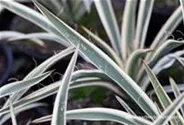 Palmlilie 'Ivory Tower'