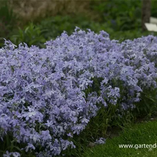 Phlox divaricata 'Clouds of Perfume' Phlox divaricata 'Clouds of Perfume'