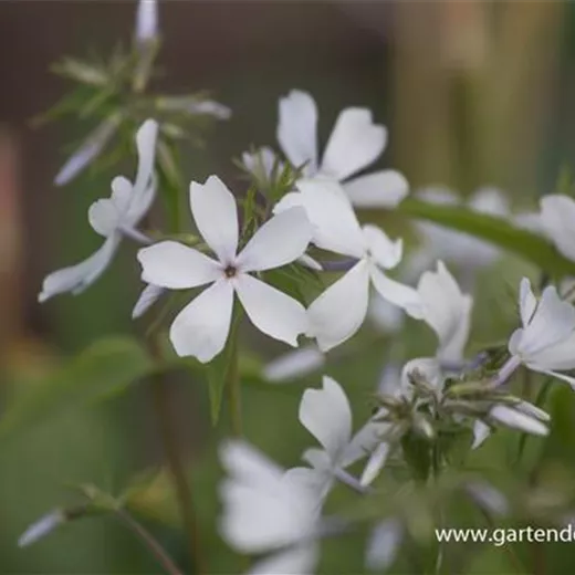 Phlox divaricata 'May Breeze' Phlox divaricata 'May Breeze'