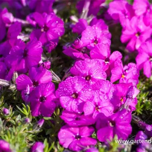 Phlox douglasii 'Red Admiral' Phlox douglasii 'Red Admiral'