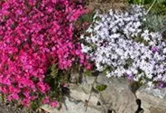 Polster-Flammenblume