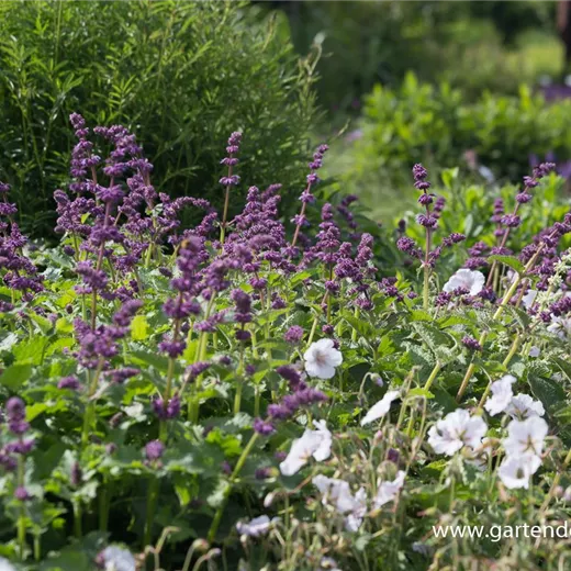 Quirlblütiger Garten-Salbei 'Purple Rain' Quirlblütiger Garten-Salbei 'Purple Rain'