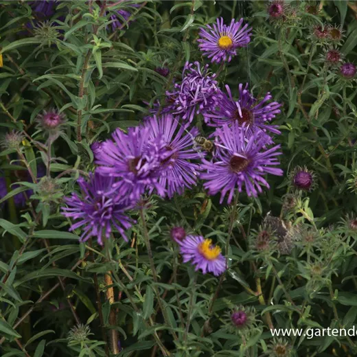 Raublatt-Aster Raublatt-Aster