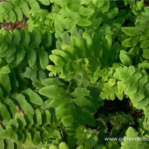 Polystichum acrostichoides Polystichum acrostichoides
