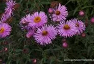 Raublatt-Aster