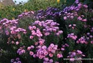 Raublatt-Aster