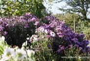 Raublatt-Aster