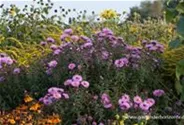 Raublatt-Aster