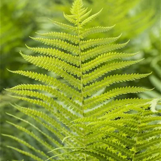 Polystichum aculeatum Polystichum aculeatum