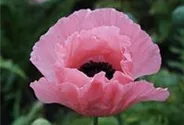 Orientalischer Garten-Mohn 'Helen Elizabeth'